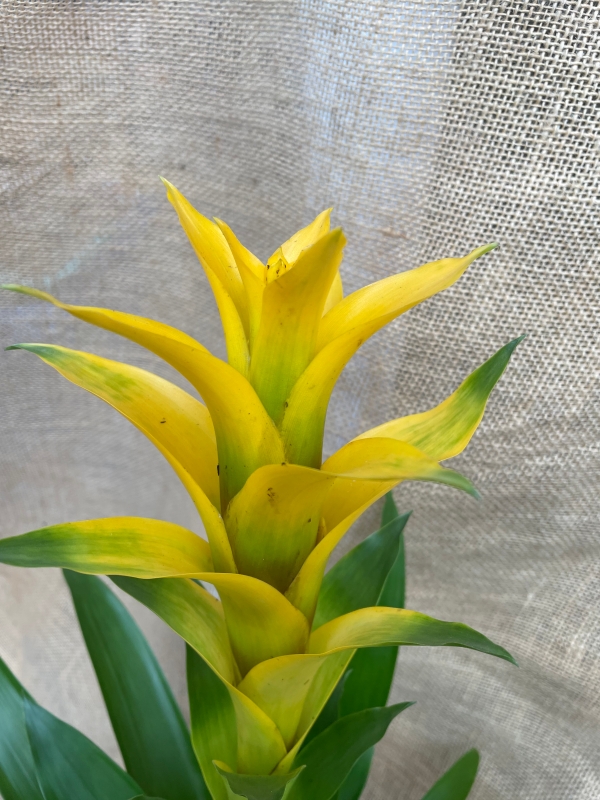 Guzmania in Pot