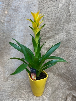 Guzmania in Pot