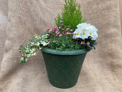 Planted round pot