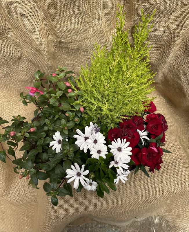 Planter with Alpine