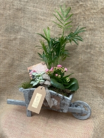 Wheel Barrow Arrangement