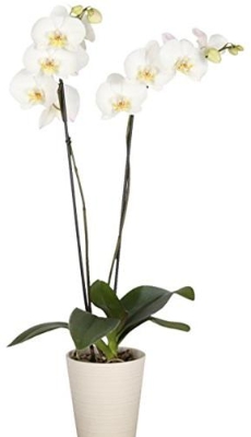 Phalenopsis Orchid Pot