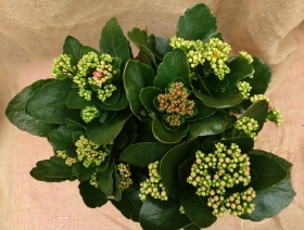 Kalanchoe