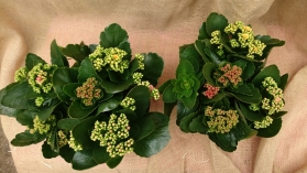 Kalanchoe Pair