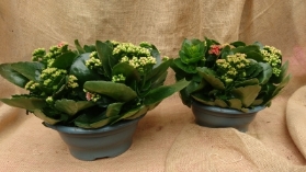 Kalanchoe Pair