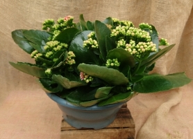 Kalanchoe