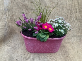 Planted Oval pot