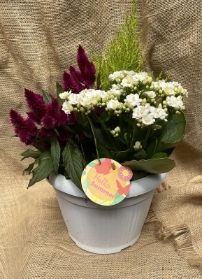 Planted Pot
