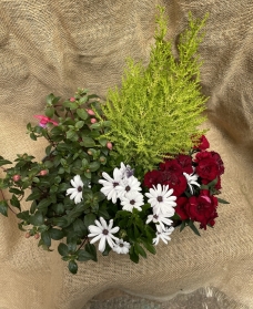 Planter with Alpine