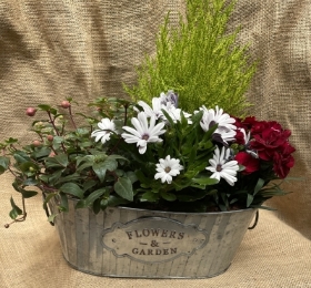 Planter with Alpine