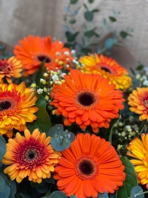 Vibrant Gerbera