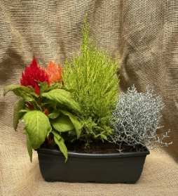 Windowbox (Small)